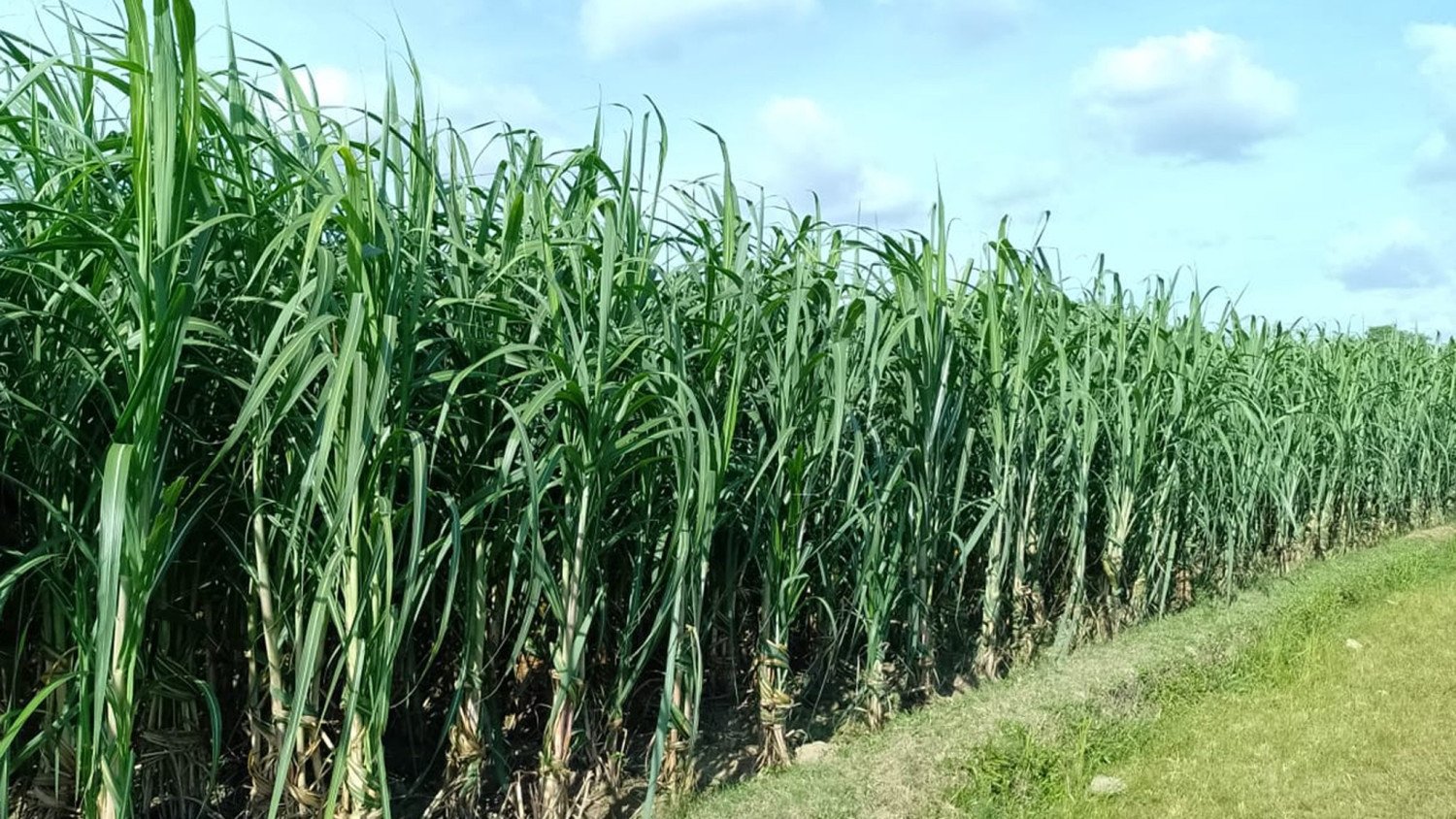 আঁখ চাষ ও লাল চিনির ঐতিহ্য